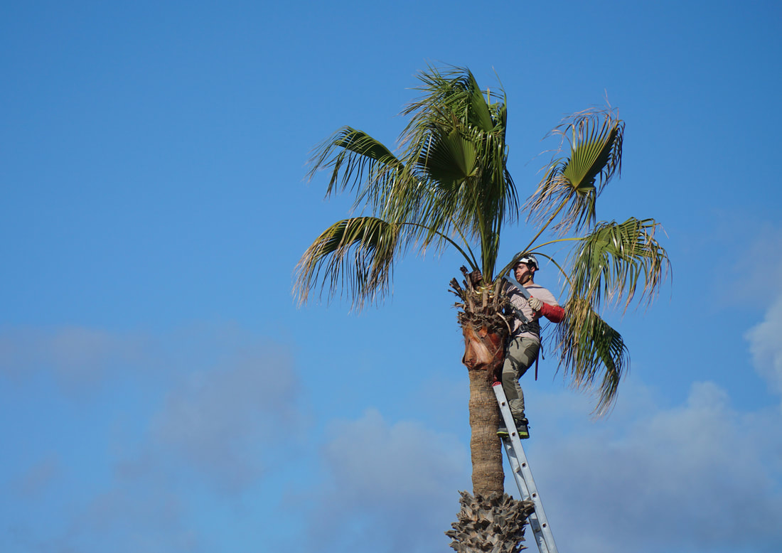 Tree Removal in North Port, FL